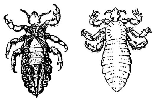 Механизм передачи вшей. Сыпной тиф платяная вошь. Вошь платяная метаморфоз. Метаморфоз вшей рисунок.