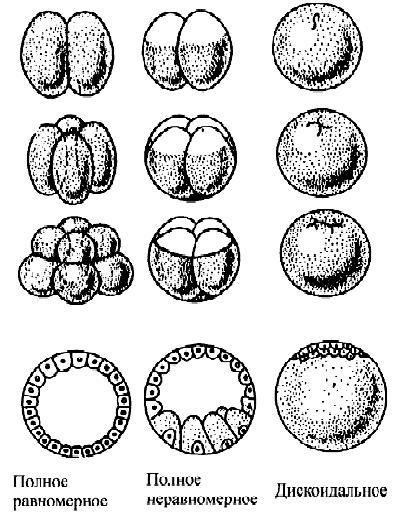 Полное равномерное синхронное дробление. Равномерное дробление. Типы яиц. Типы дробления зиготы. Изолецитальное дробление.