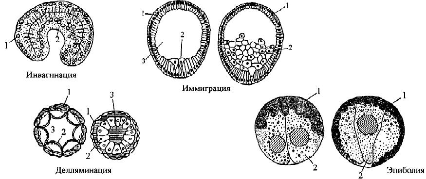 Гаструляция иммиграция рисунок