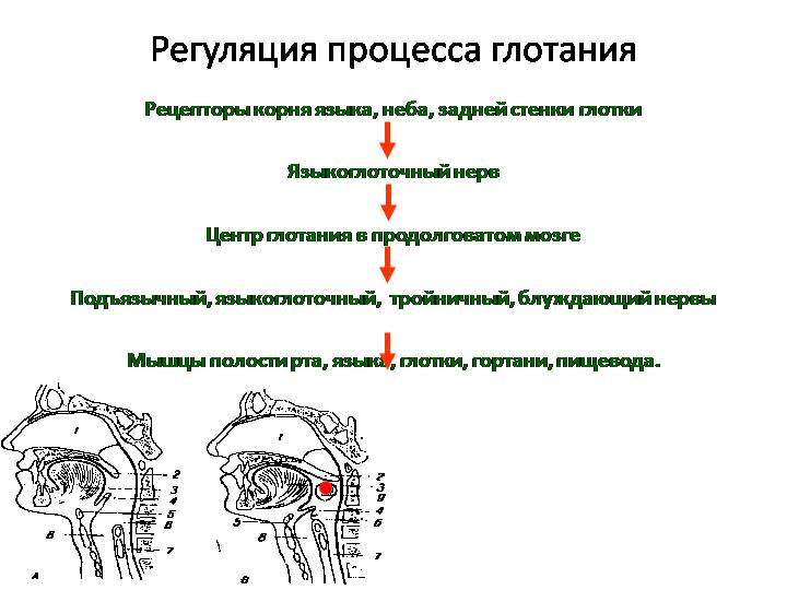 Схема глотательного рефлекса