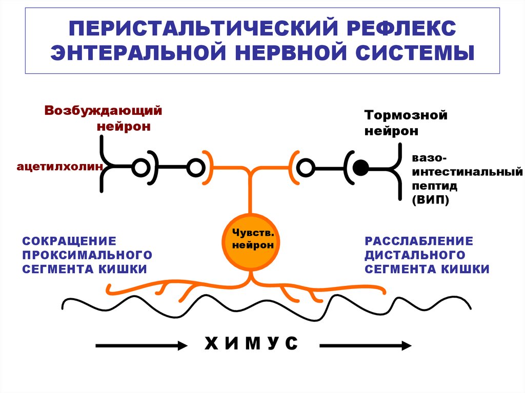 Рефлекторная нервная система. Схема перистальтического рефлекса. Энтеральная нервная система физиология. Метасимпатическая нервная система схема. Перистальтический рефлекс физиология.