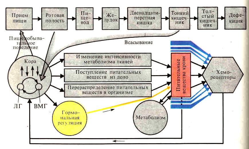 Обеспечивающей функциональной система. Функциональная система поддержания уровня питательных веществ. Схема функциональной системы регуляции уровня ад. Схема функциональной системы Фус. Функциональная система поддержания уровня пит веществ.