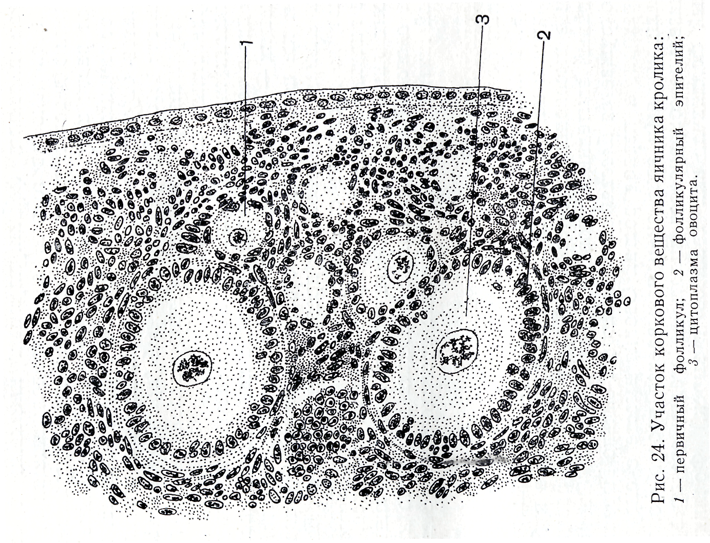 Какой микропрепарат изображен на рисунке. Поперечный срез яичника млекопитающего. Поперечный срез яичника гистология. Яичник млекопитающего препарат гистология. Гистологический срез яичников гистология.