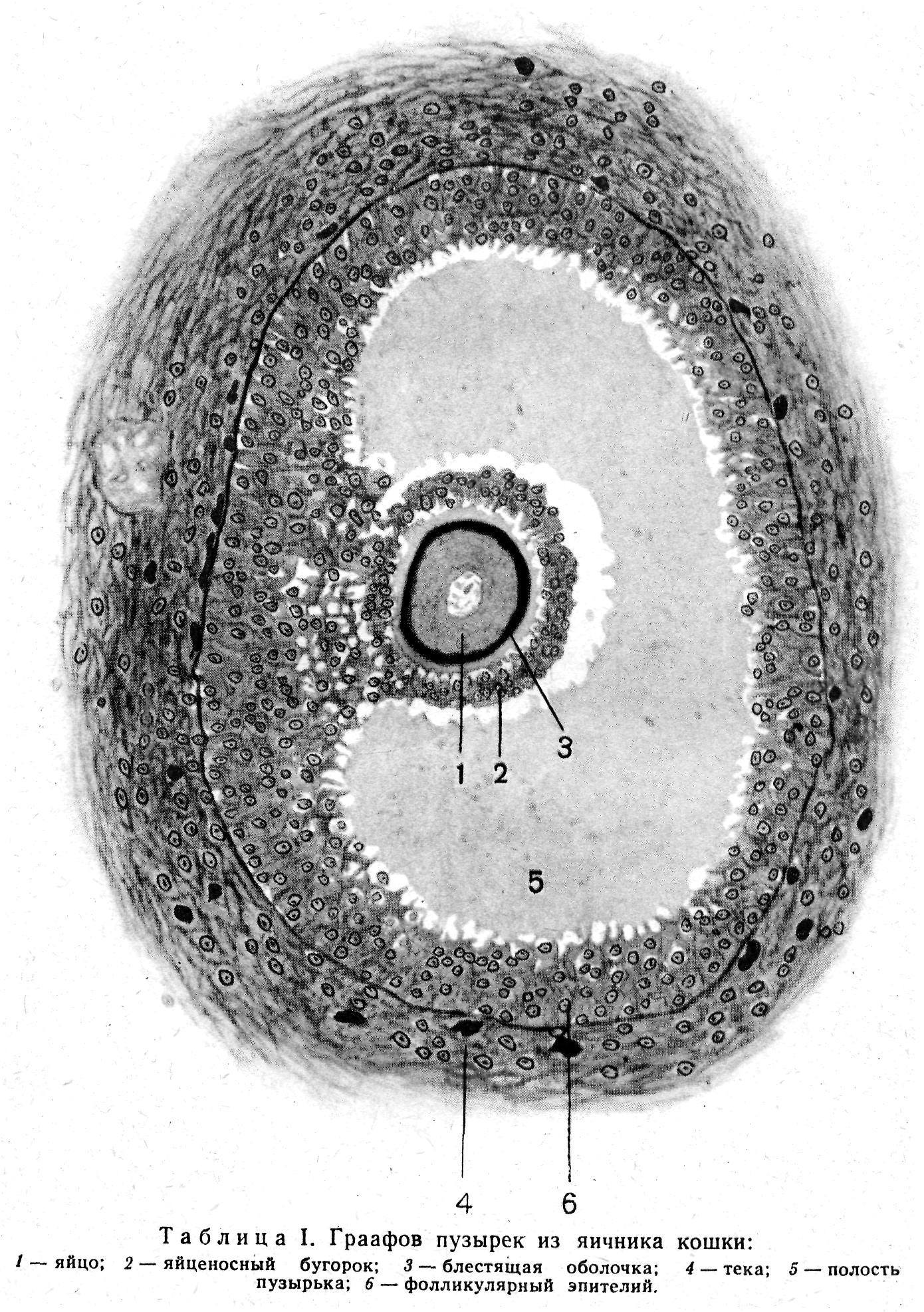 Яйцеклетка млекопитающего гистология