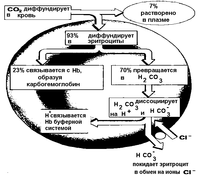 Транспорт углекислого газа и продуктов обмена рисунок