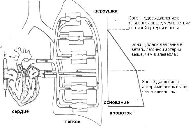 Соотношение вентиляции и перфузии. Легочная и альвеолярная вентиляция физиология. Вентиляция альвеол физиология. Легочная вентиляция схема. Схема альвеолярной вентиляции.