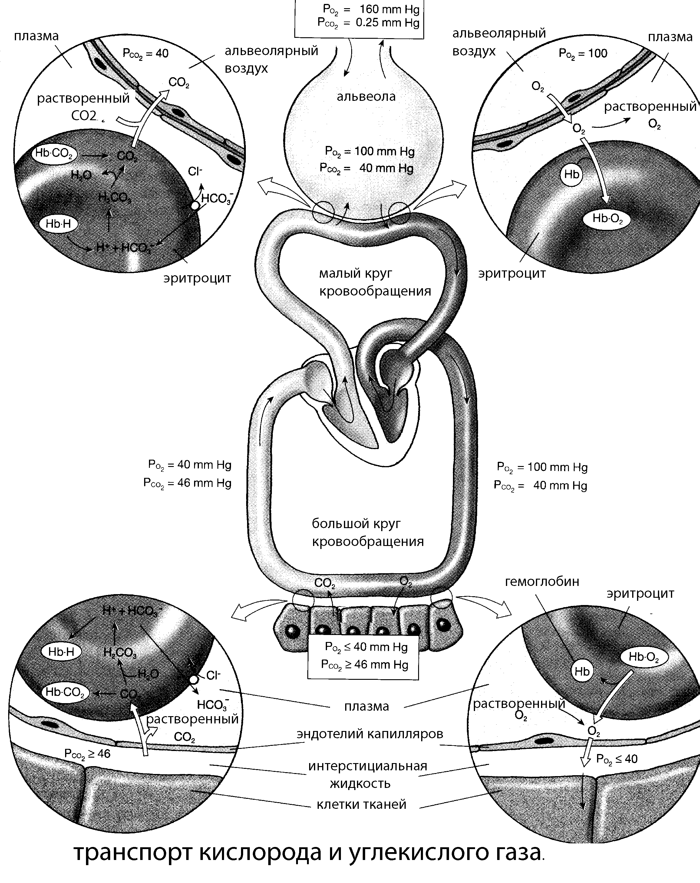 Транспорт кровью кислорода и двуокиси углерода схема
