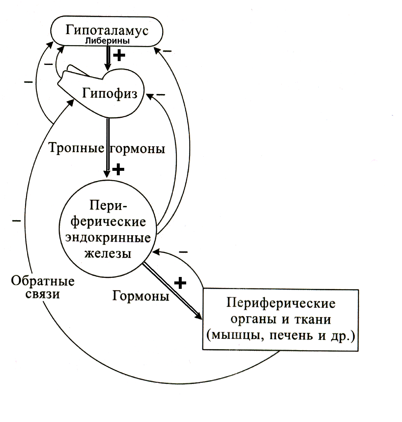 Принцип обратной связи гормонов гипофиза. Регуляторные гормоны гипоталамо-гипофизарной системы.. Схема регуляции гипоталамо-гипофизарной системы. Схему связей в гипоталамо-гипофизарной системе. Схема механизма обратной связи гормонов эндокринной системы.