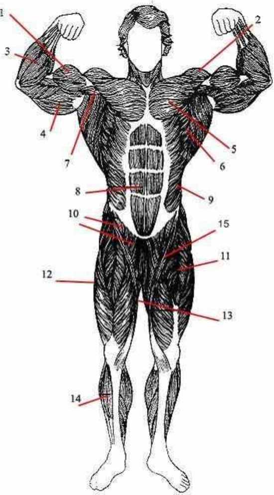 Мышцы спереди. Мышцы человека.