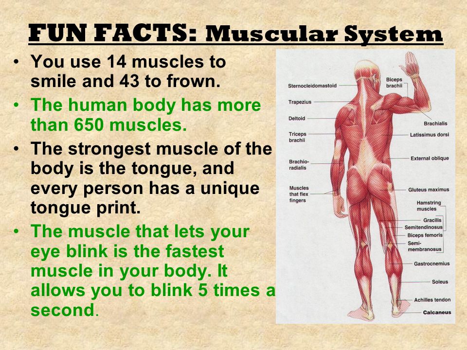 Muscular перевод. Мышечная система на английском. Презентация по английскому muscular System. Muscular на английском. Muscular System functions.