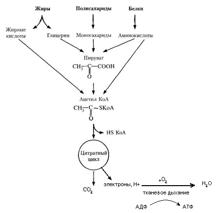 Обмен белков схема биохимия