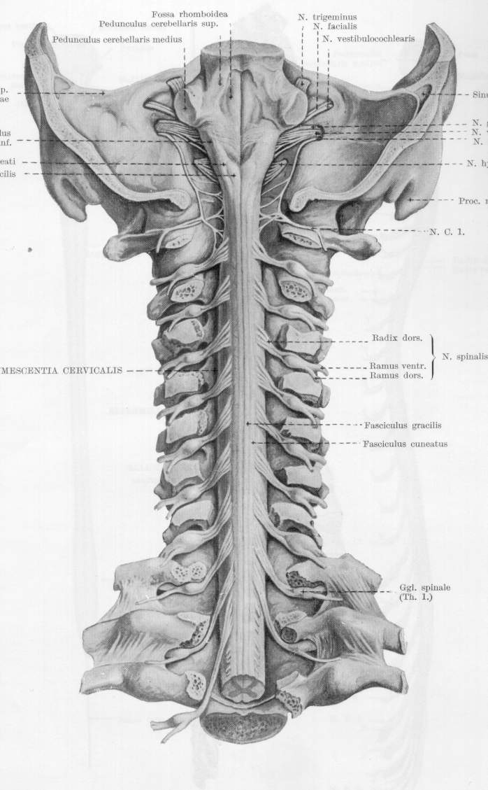 Паравертебральный отдел позвоночника. Спинной мозг шейный отдел анатомия. Анатомия человека спинной мозг шейный отдел позвоночника. Корешки спинного мозга шейный отдел. Шейный отдел спинного мозга строение.