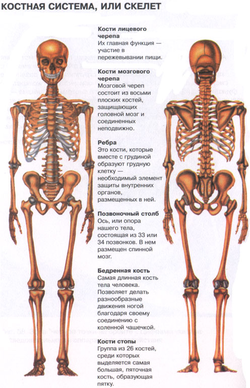 Скелет с названиями костей на русском языке. Человеческий скелет название костей. Строение человека кости скелета. Костная система человека анатомия. Анатомия человека кости скелета названия.