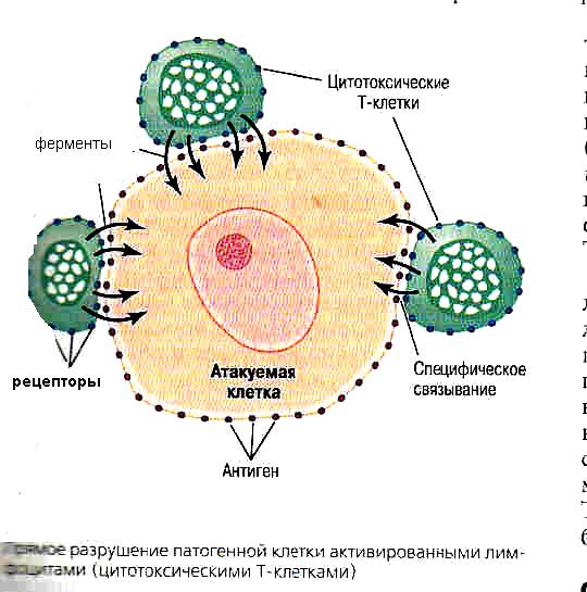 Цитотоксические т клетки. Цитотоксические т-лимфоциты строение. Цитотоксические т-лимфоциты маркеры. Цитотоксические лимфоциты механизм действия. Цитотоксические т-лимфоциты механизм действия.