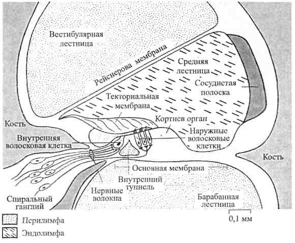 Мембраны внутреннего уха. Текториальная мембрана внутреннего уха. Циркуляция перилимфы. Эндолимфа и перилимфа. Перилимфа и эндолимфа циркуляция.