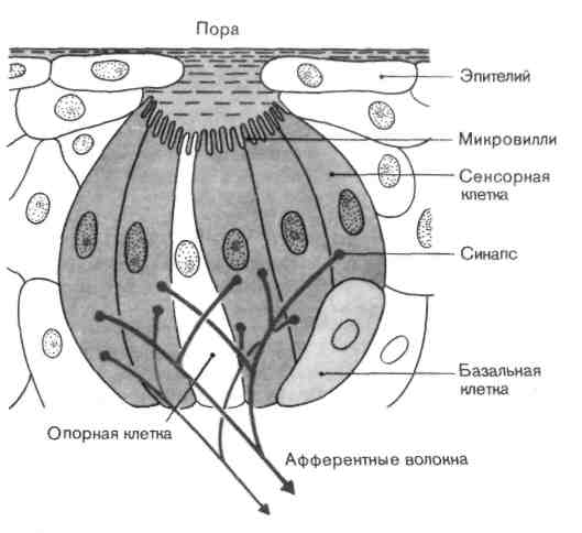 Вкусовая почка. Схема строения вкусовой почки. Схема вкусовой почки. Строение и иннервация вкусовой почки. Базальные клетки вкусовых почек.