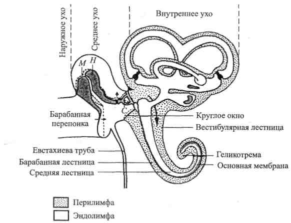 Схема слуховой сенсорной системы физиология