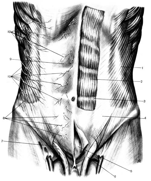 Стенки живота анатомия. Переднебоковая стенка живота мышцы. Мышцы переднебоковой брюшной стенки. Переднебоковая стенка живота линии. Топография переднебоковой брюшной стенки.