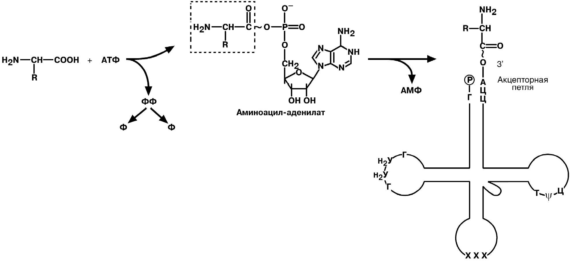 Матричная атф. Синтез т РНК схема. Взаимодействие ТРНК С аминокислотой. Биосинтез аминоацил-ТРНК. Аминоацил ТРНК строение.