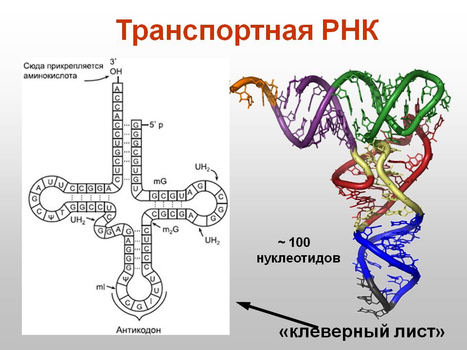 Рисунок молекулы рнк. Строение нуклеотида транспортной РНК. Схема молекулы ТРНК. Структура ТРНК рисунок. Схема строения молекулы т-РНК.