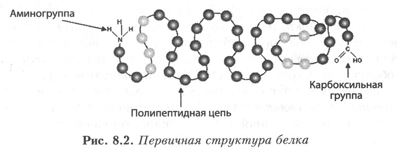 Первичная структура рисунок. Первичная структура белка формула. Образование первичной структуры белка. Белки первичная структура картинка. Первичная структура белка схема.