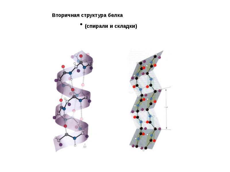 Спираль белков. Вторичная структура белка. Пятиричная структура белка. Строение вторичной структуры белка. Состав вторичной структуры белка.