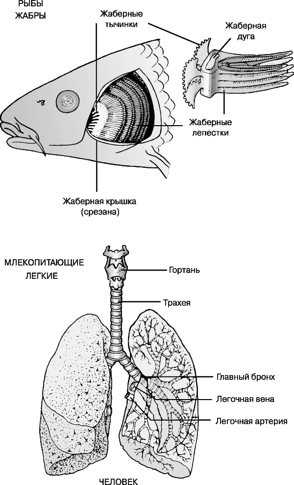 Дыхательная система млекопитающих функции