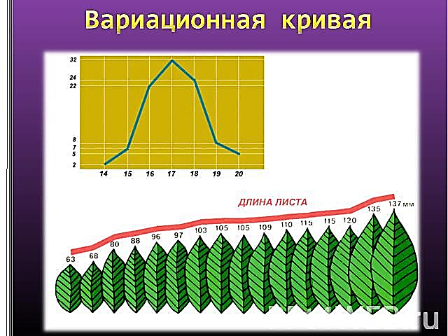 Вариационные ряды и их графическое изображение презентация