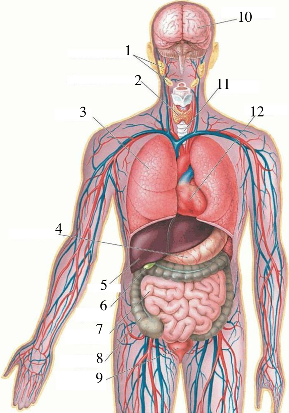 Какие органы у человека с левой. Строение организма человека внутренние органы. Строение туловища человека анатомия. Анатомия человека внутренние органы мужчины. Внутренности человека анатомия расположение.