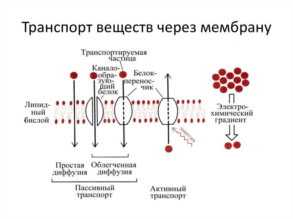 На рисунке схематично изображен механизм поддержания нормальной концентрации кальция в организме