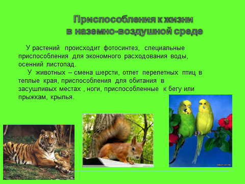 Приспособление живых организмов в лесу. Приспособления животных и растений. Приспособление организмов к среде. Сообщение о приспособленности животных. Приспособление животных к жизни.