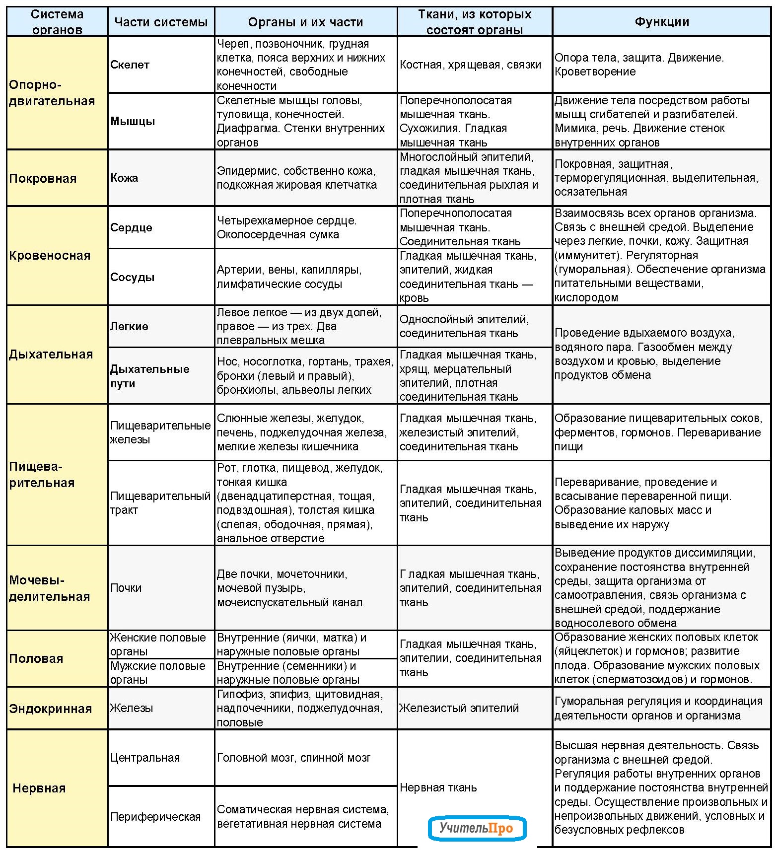 Таблица по биологии система органов органы функции человека
