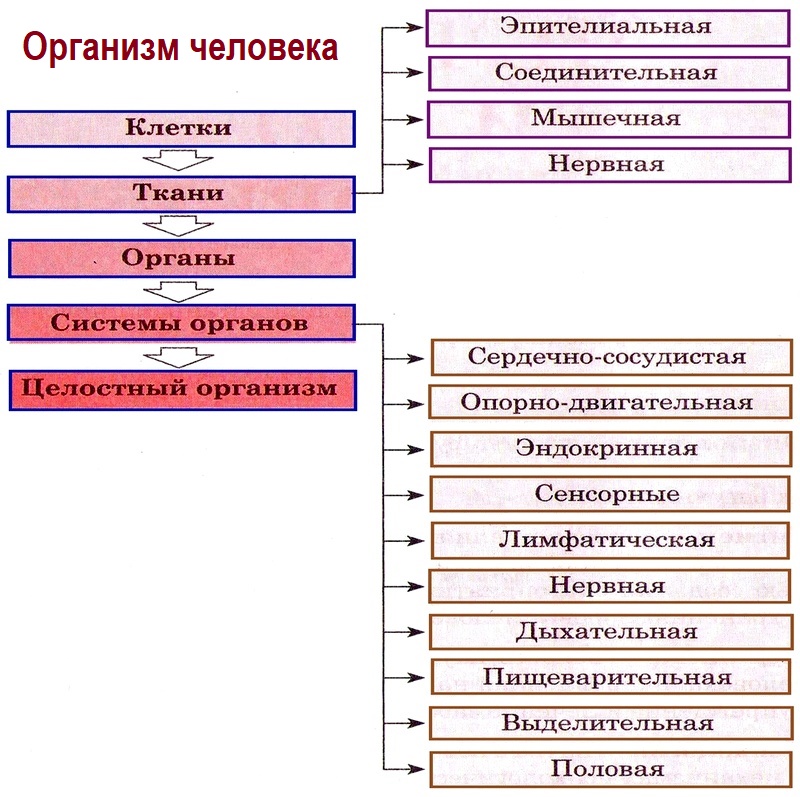 Организм конспект. Общий обзор организма человека. Конспект общий обзор организма. Органы человека конспект. Общий обзор органов.