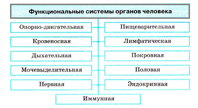 Функциональные органы. Функциональная система органов. Функциональные системы органов человека. Основные функциональные системы человека. Функциональные системы организма таблица.