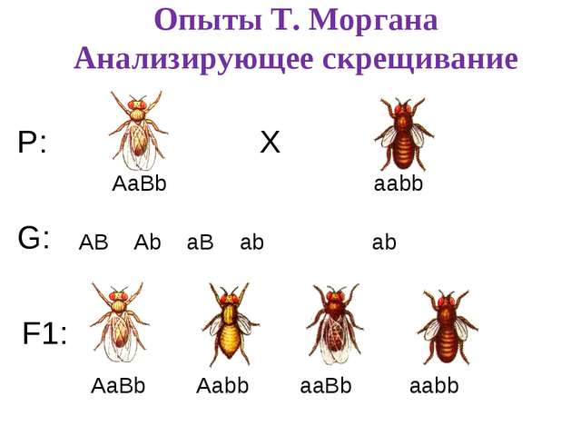 Разные наследственные формы мухи дрозофилы картинки