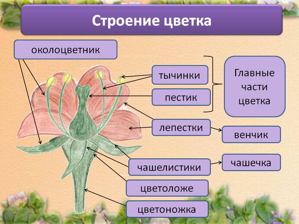 Презентация по биологии строение цветка 5 класс