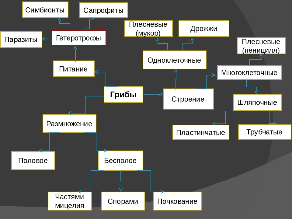 Многообразие и значение грибов 5 класс биология презентация