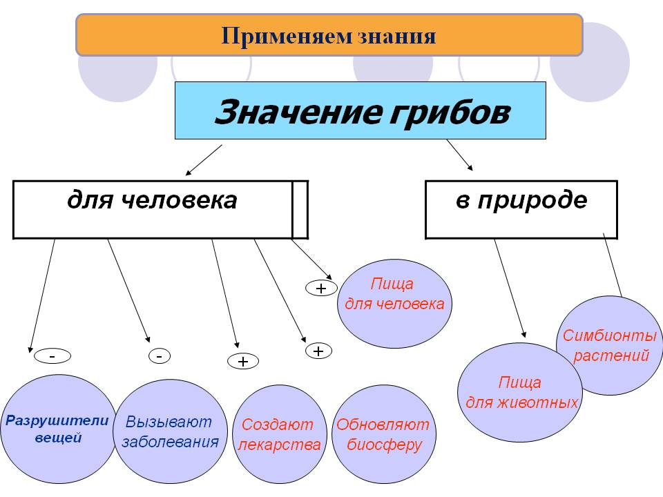 Схема многообразия грибов