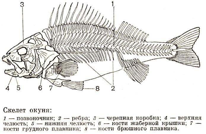 Внешнее строение костистой рыбы рисунок с подписями