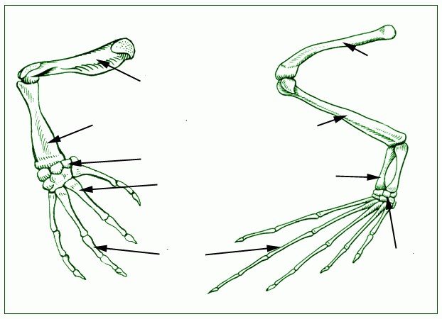 Скелет передних конечностей лягушки. Скелет лягушки пояс передних конечностей. Строение передних и задних конечностей лягушки. Скелет передней конечности земноводных. Пояс задних конечностей у амфибий.