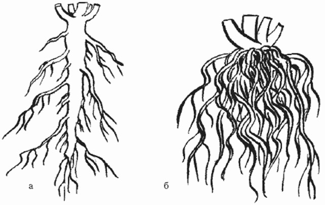 Мочковатая корневая система рисунок с подписями