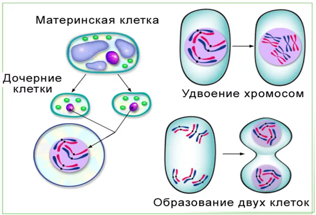Биологический рост клеток. Деление клетки это процесс размножения. Процессы жизнедеятельности клетки деление. Деление растительной клетки 6 класс биология. Схема процесса деления клетки.
