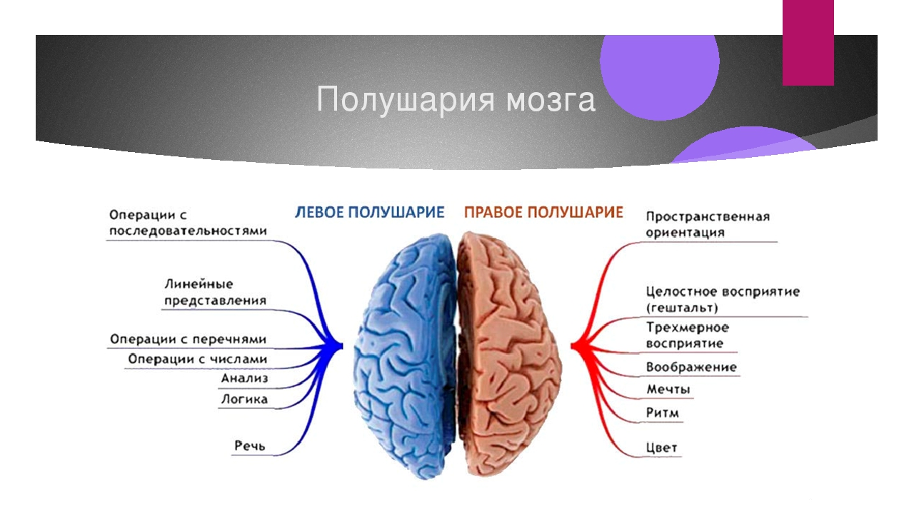 Развитие правого и левого полушарий. Функции полушарий головного мозга человека 8 класс. Функции левого полушария головного мозга. Функции левого и правого полушария большого мозга. Функции правого и левого полушария головного мозга кратко.