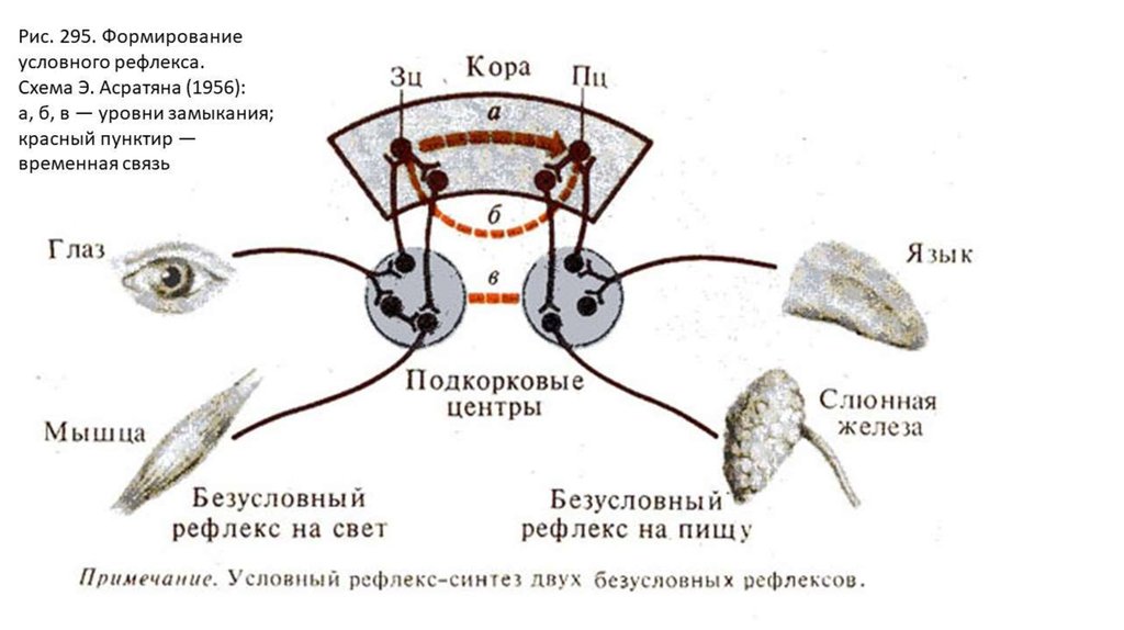 Схема выработки условного рефлекса