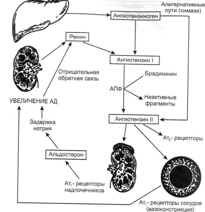 Схема патогенеза артериальной гипертензии с учетом роли ренин ангиотензин альдостероновой системы