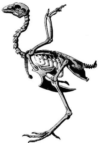 На рисунке изображен скелет птицы. Прямохождение у птиц. Скелет птицы рисунок. Скелет птицы рисунок биология. Если у животного имеется скелет изображенный на рисунке то.