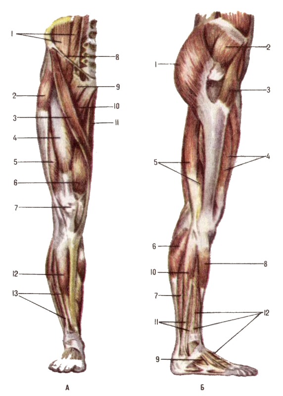 Строение ноги до колена. Мышцы нижней конечности анатомия. Мышцы нижней конечности вид спереди. Мышцы нижних конечностей человека анатомия. Мышцы нижней конечности анатомия строение.