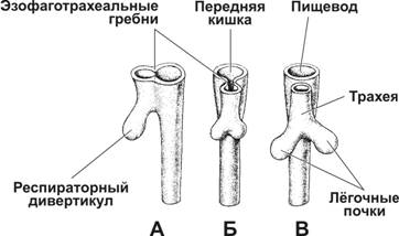 Дивертикул стенки трахеи