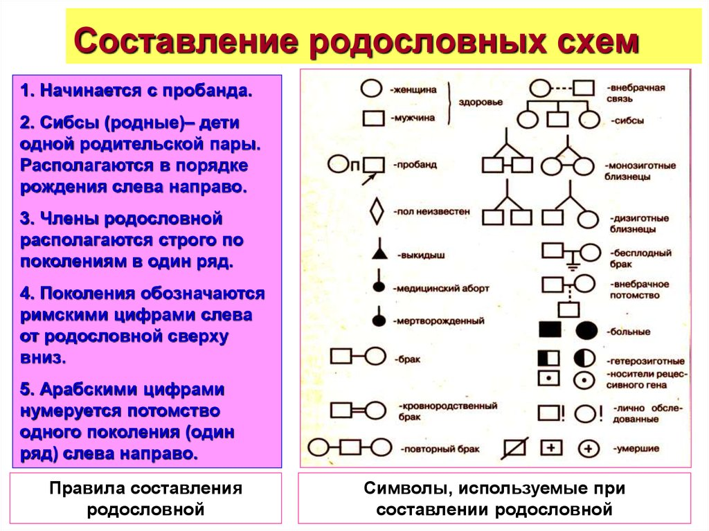 Генетическая родословная схема пример