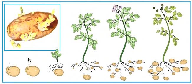 Клубень картофеля на раннем этапе своего развития. Картофель размножается клубнями. Вегетативное размножение картофеля клубнями. Бесполое размножение картофеля. Способ вегетативного размножения клубень картофеля.